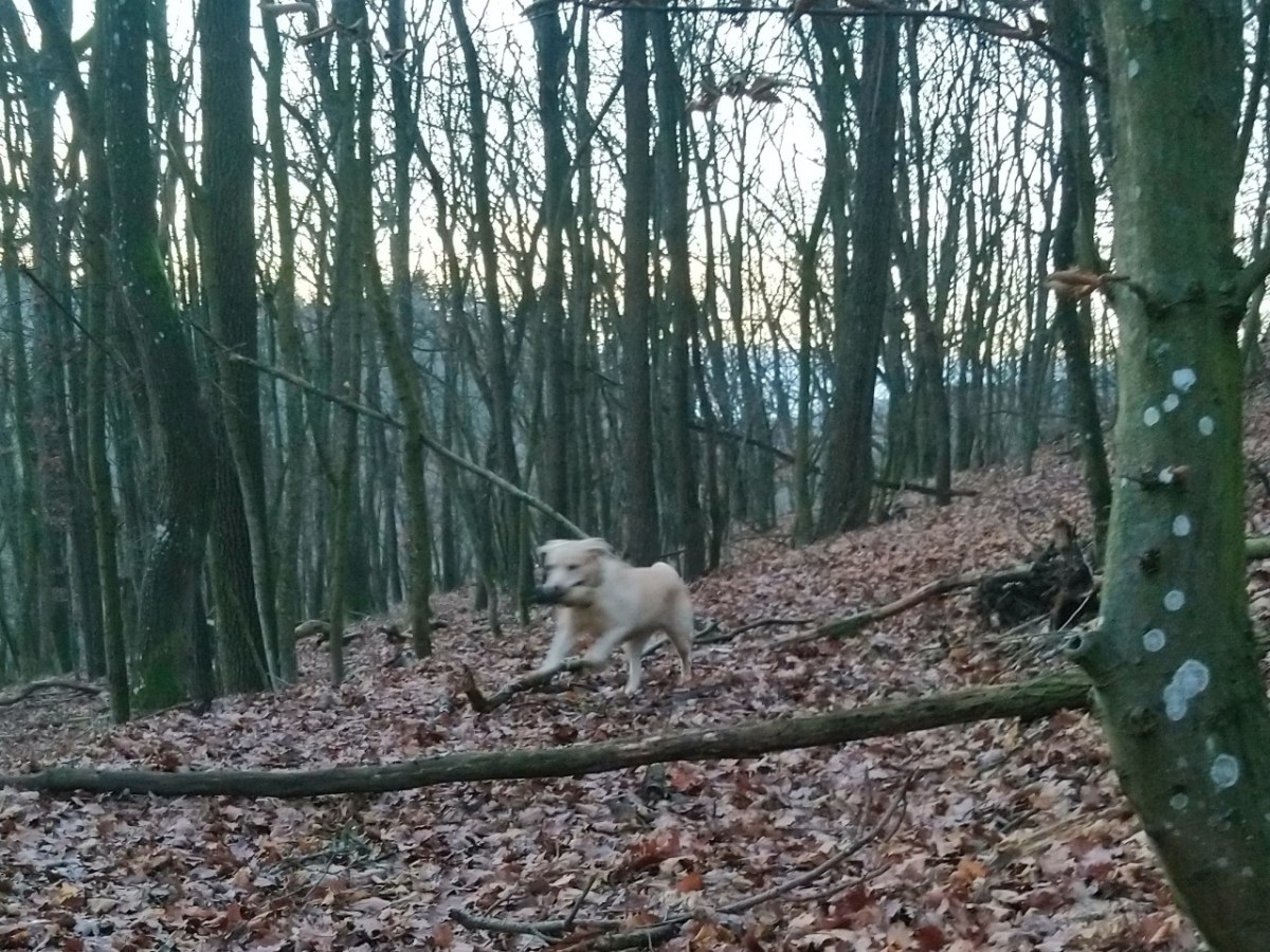 Winterliche Abenteuerspaziergänge