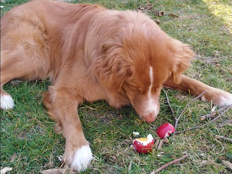 Hilfe! Mein Hund hat das Osternest zuerst gefunden