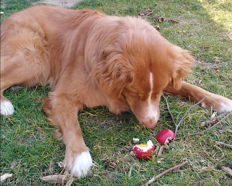 Hilfe! Mein Hund hat das Osternest zuerst gefunden
